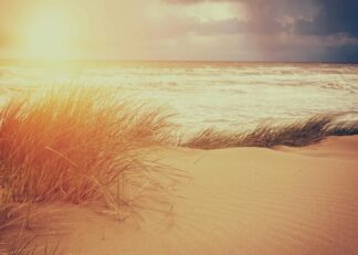 Sanddyn och gräs vid havet poster