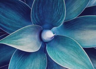 Blå blomma ultraviolet poster