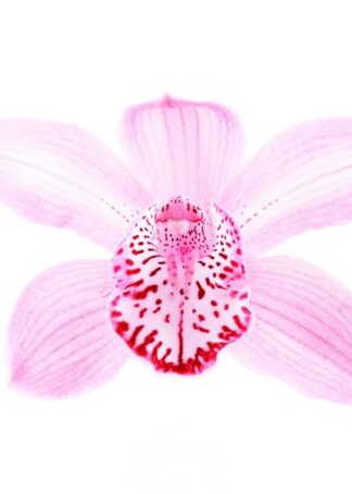 Rosa orkidé med leopardmönster poster