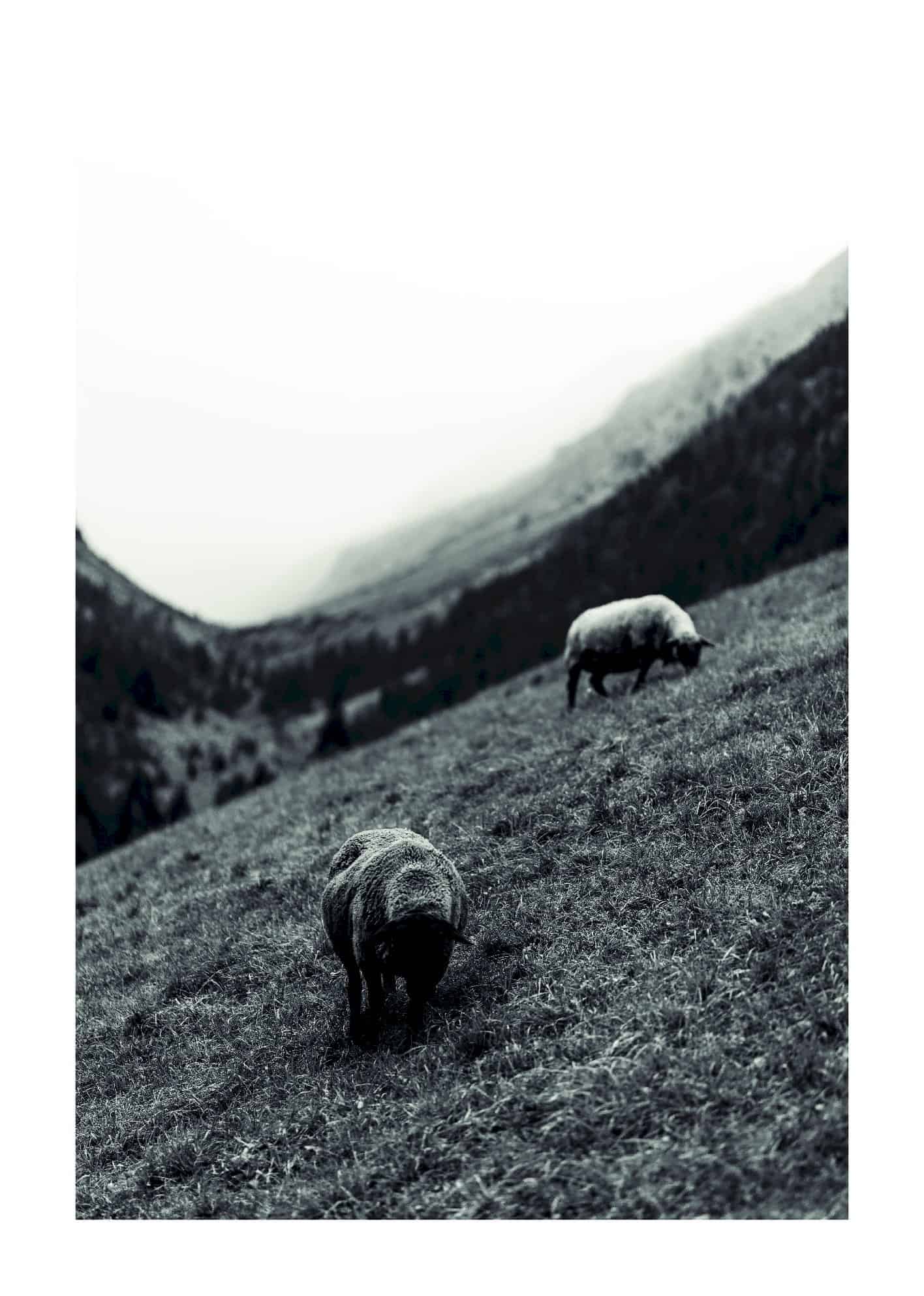 Betande får poster