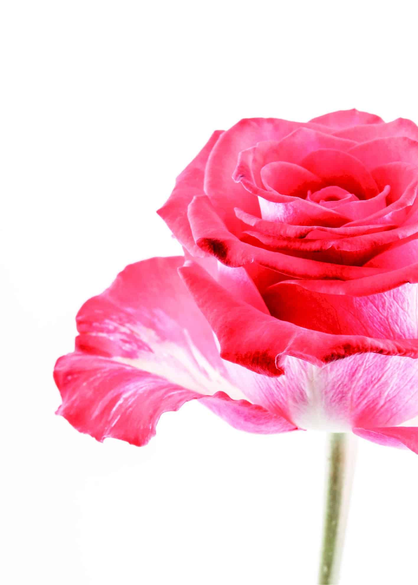 Röd-rosa ros poster