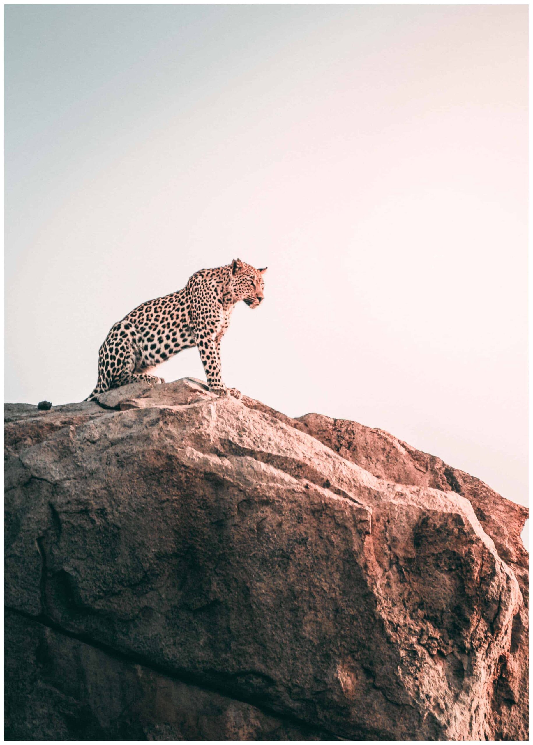 Leopard på klippa poster