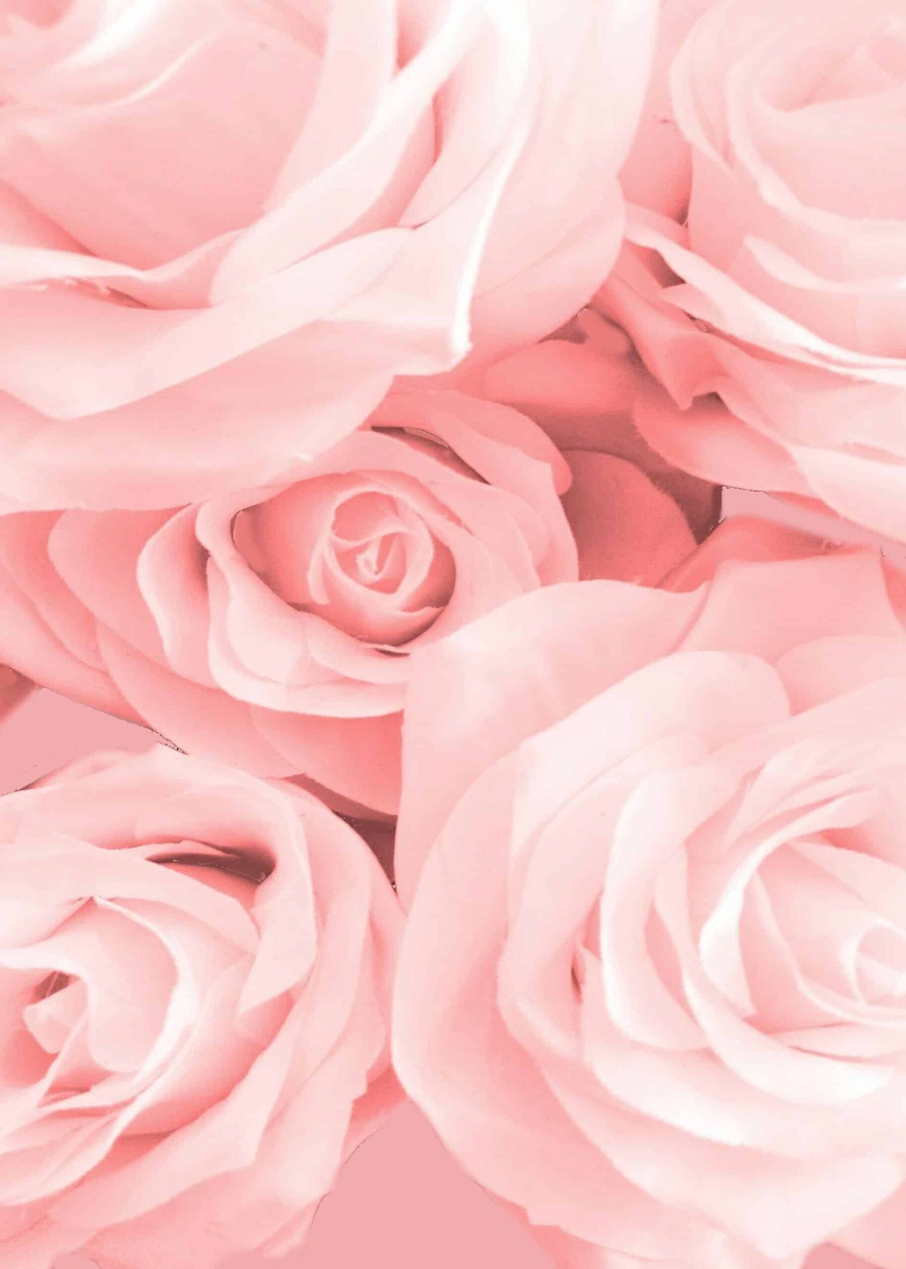 Rosa rosor poster