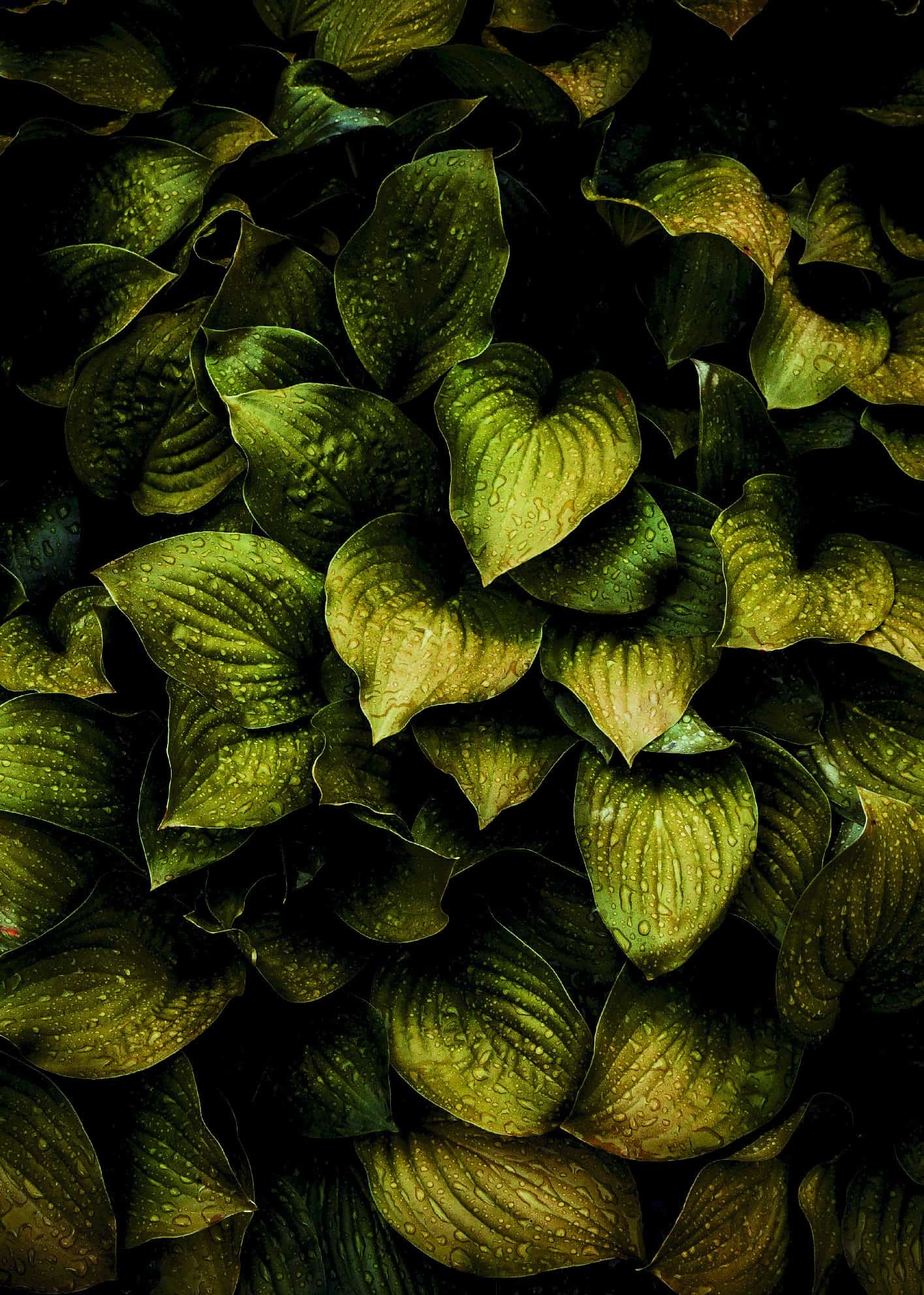 Gröna blad med vattendroppar poster
