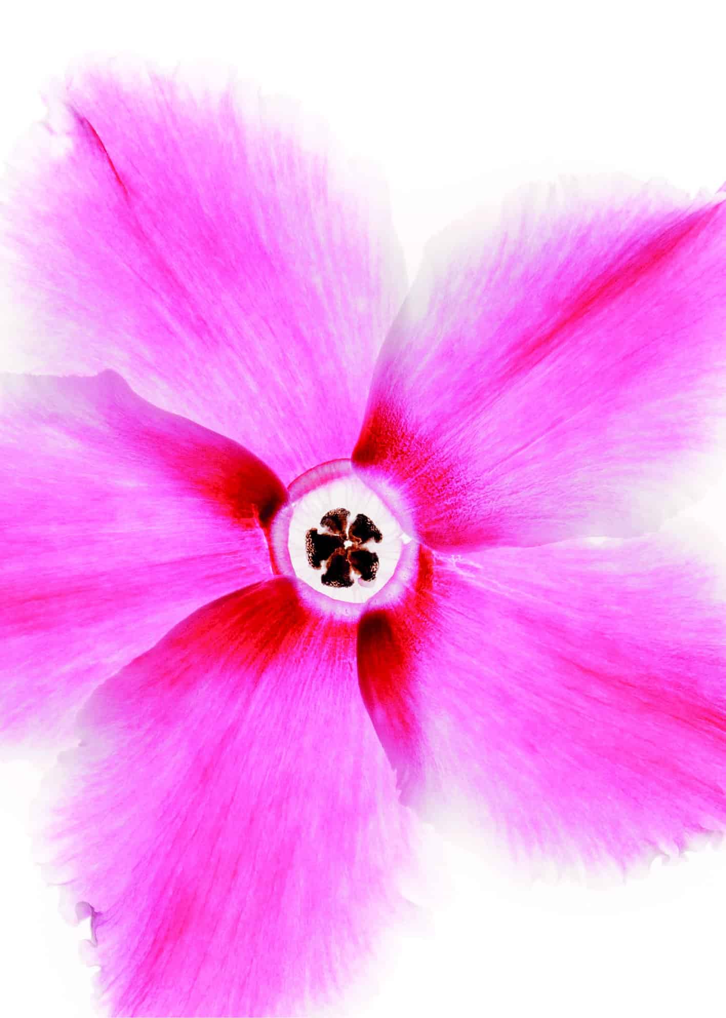Ceriserosa blomma poster