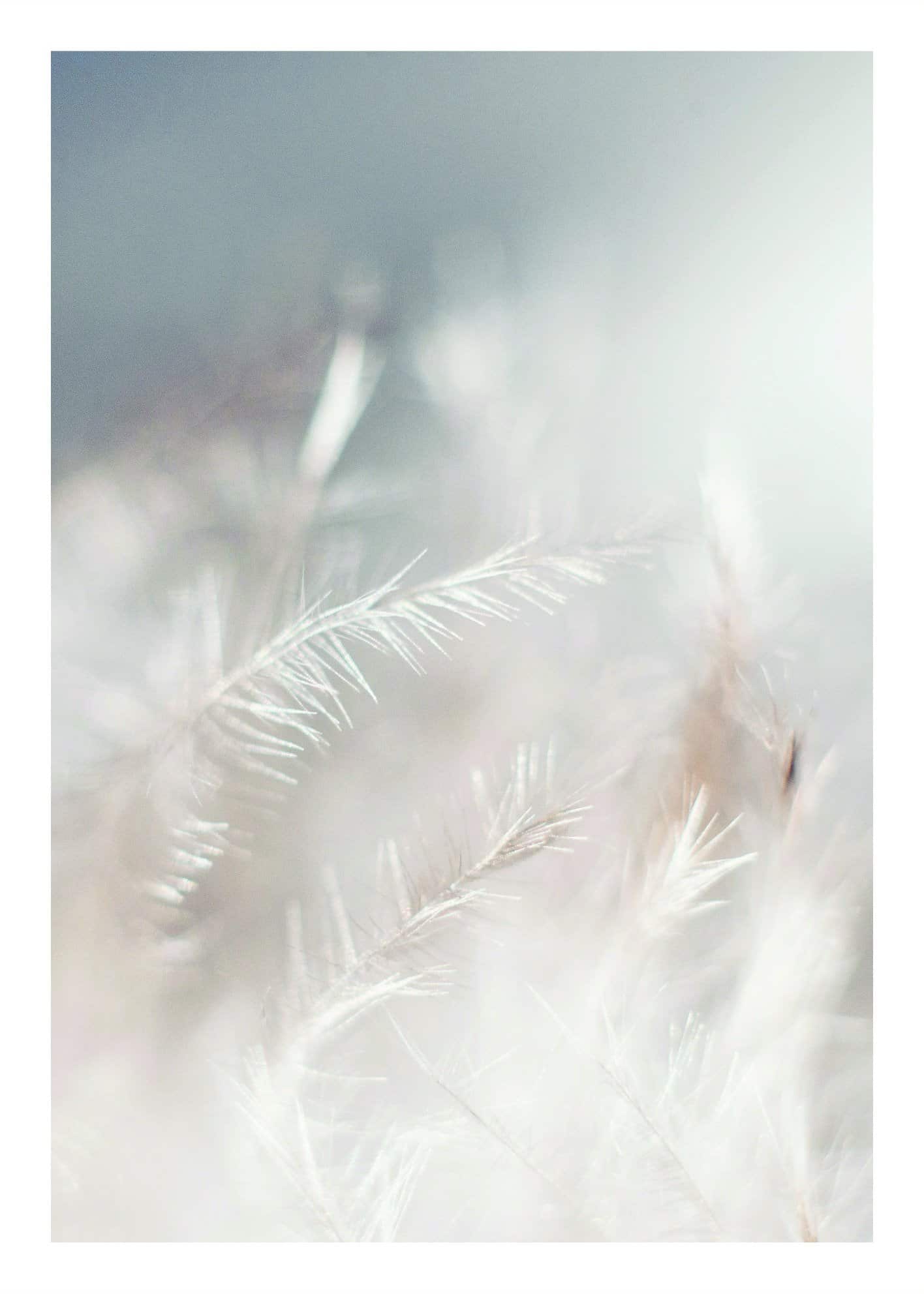 Vitt gräs poster