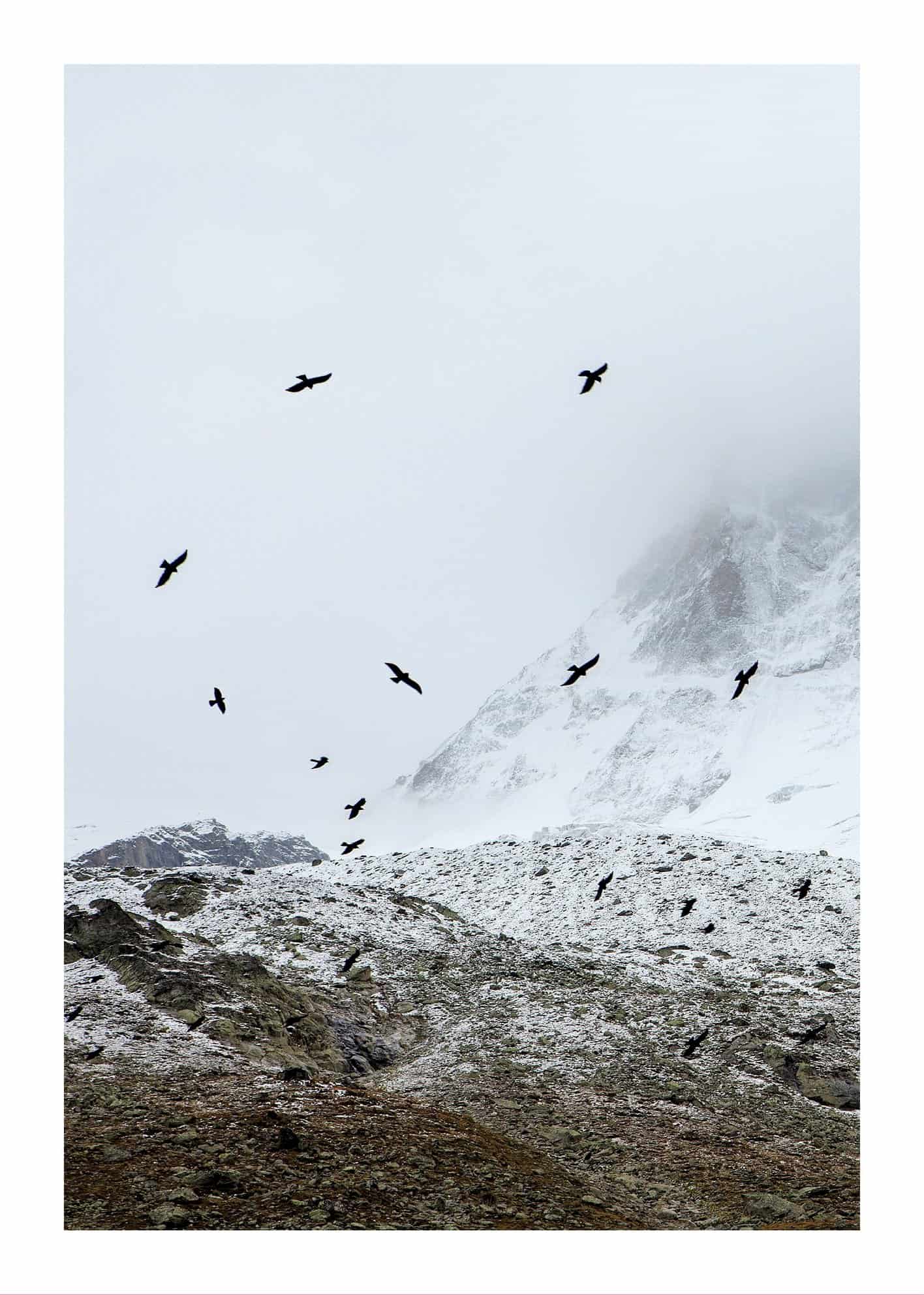 Flygande fåglar i vinterlandskap poster