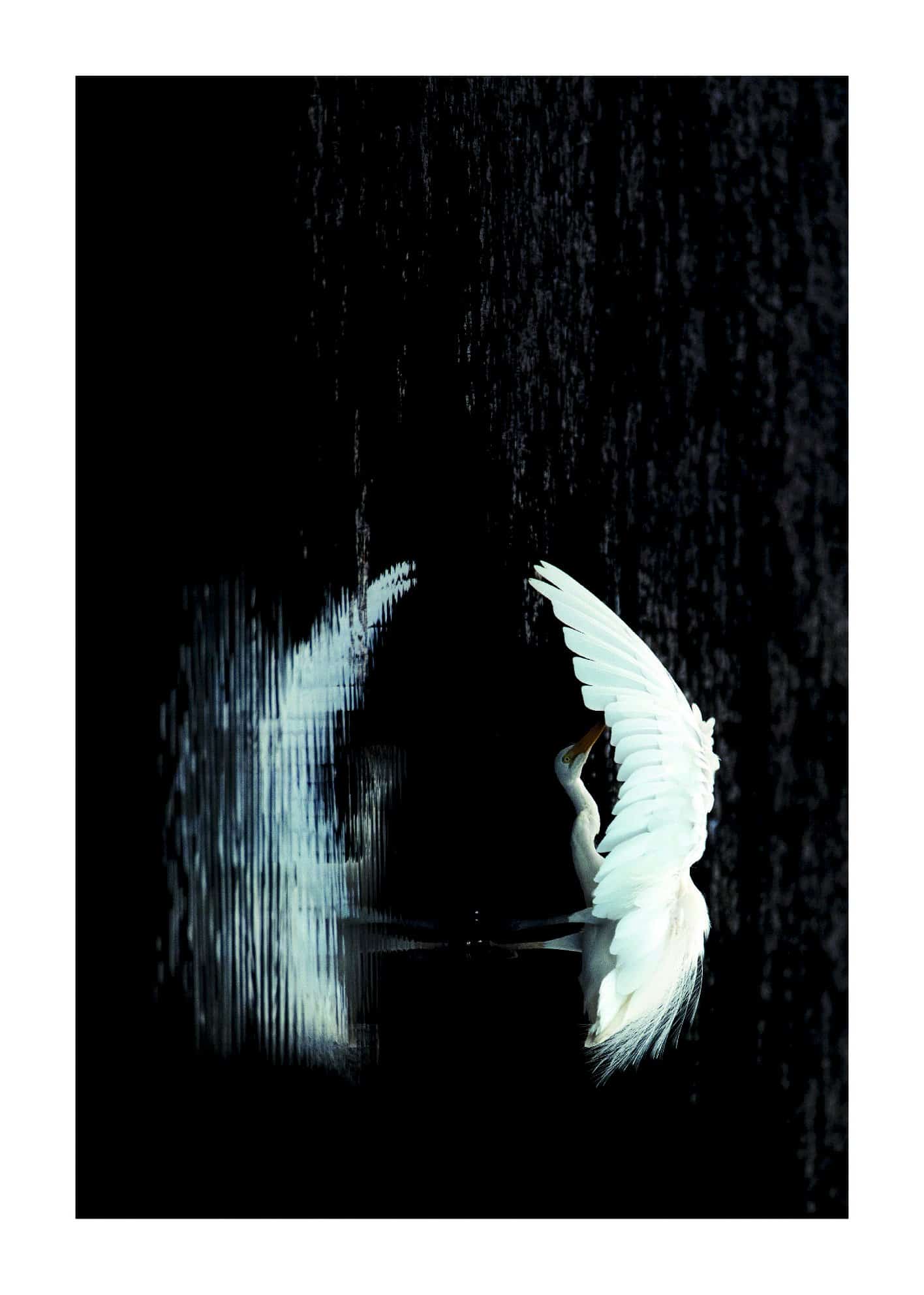Stork i vatten poster