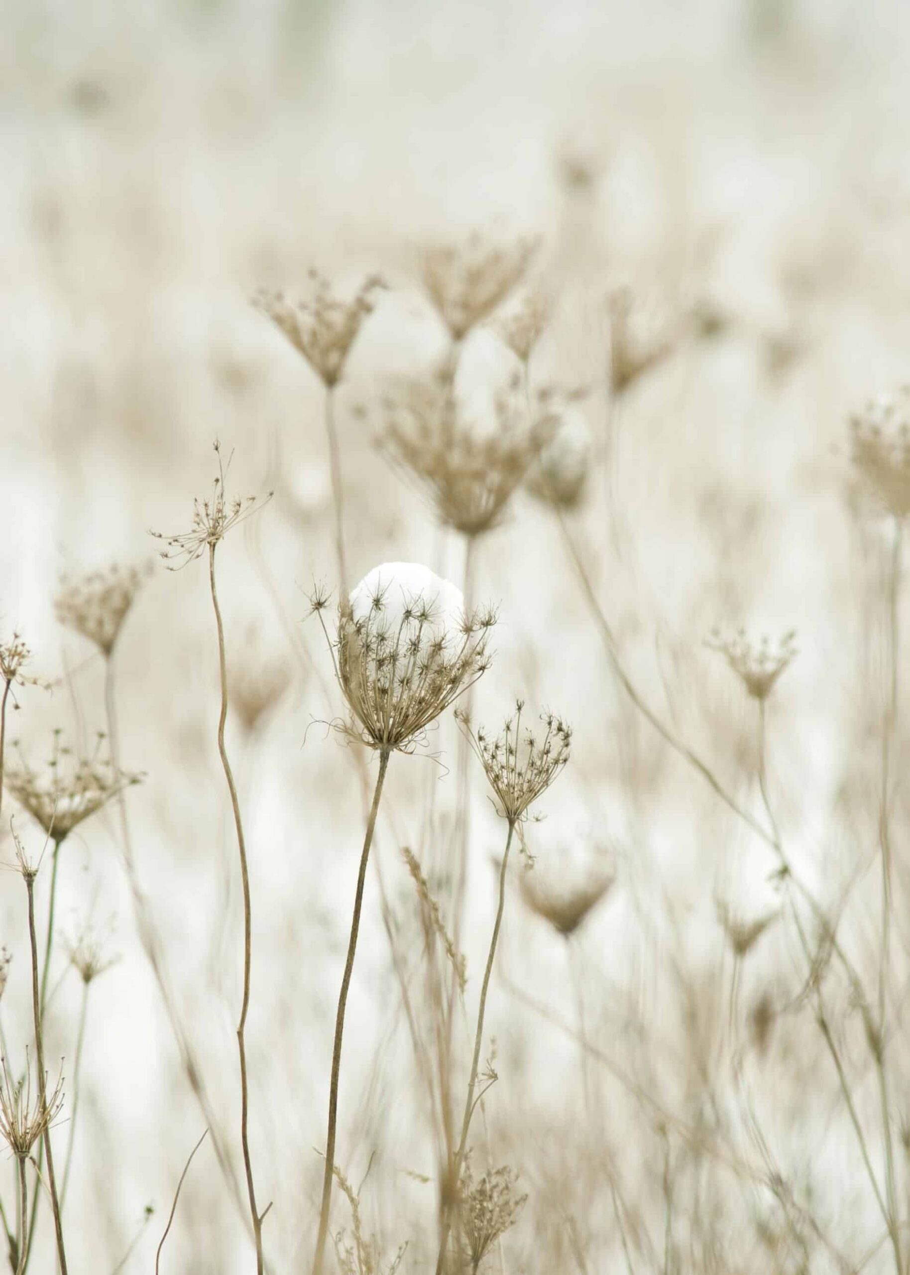 Vilda vinterblommor poster